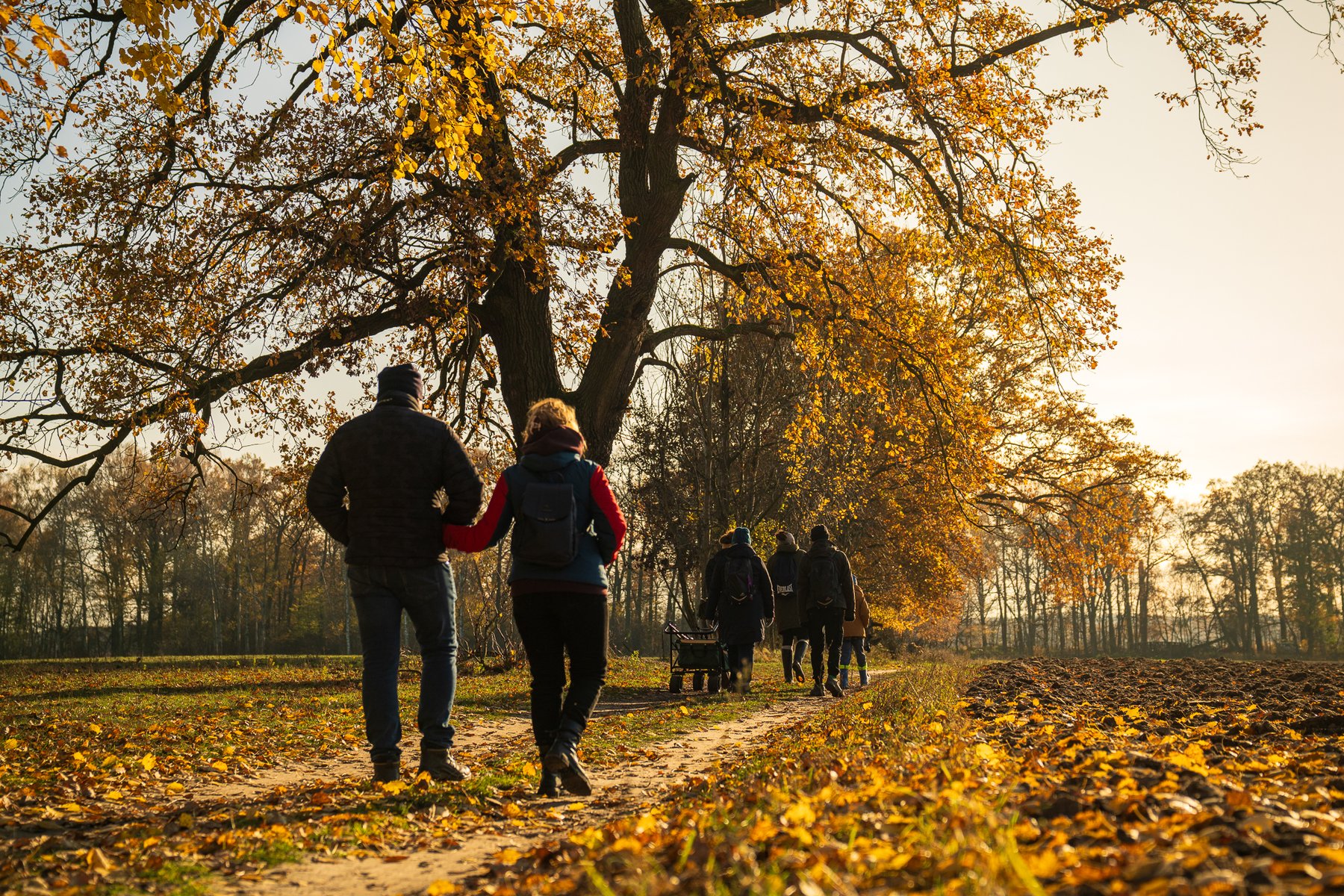 Grupa uczestników wycieczki Zuzy Pestki idzie jesienną ścieżką pod okazałym drzewem w Dolinie Baryczy